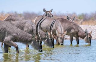 Waterbuck 