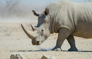 White Rhino