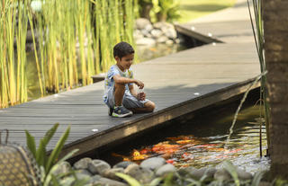 Fish Feeding