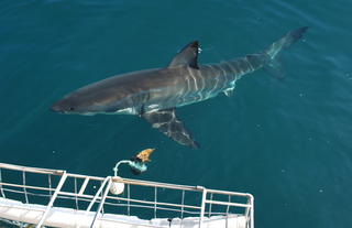 Cage diving in Gansbaai brings many surprises