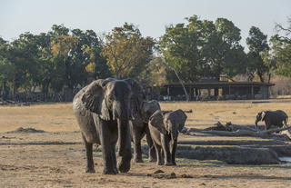 Hwange Walking Safari