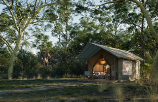 Wild dog den