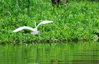 Great Egret