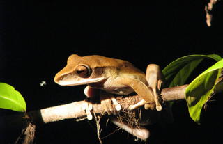 Smoky Jungle Frog