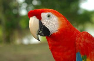 Macaw