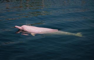 Amazon Pink Dolphin