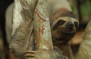 Three Toed Sloth