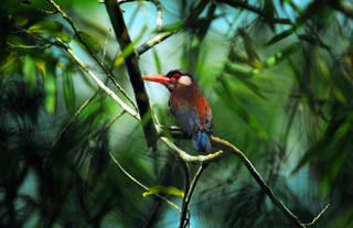 White-Eared Jacamar 