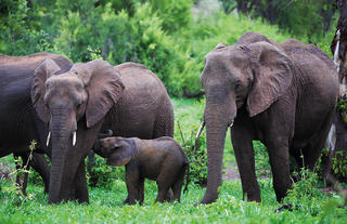 Matetsi Private Game Reserve Elephant w Calf
