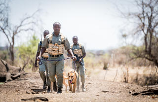 Matetsi Victoria Falls_Amaganyane anti-poaching and K9 units