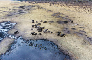 Matetsi Victoria Falls_ Elephants