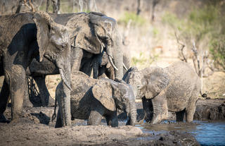 Matetsi Victoria Falls_Elephants