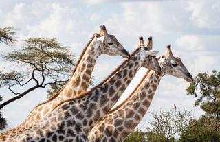 Matetsi Victoria Falls_Giraffes