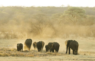 Matetsi Victoria Falls_Elephants