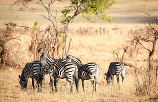 Matetsi Victoria Falls_Zebra