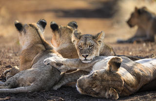 Matetsi Victoria Falls_Lion