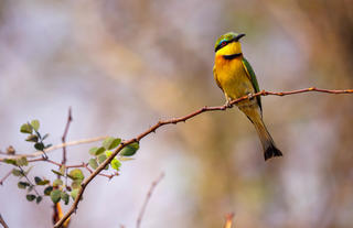 Matetsi Victoria Falls_Bee-eater