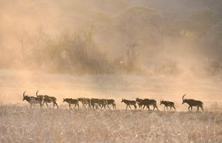 Matetsi Victoria Falls_Sable Antelope