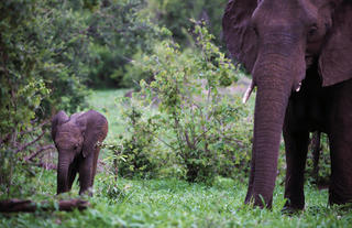 Matetsi Private Game Reserve Elephant and Young