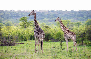 Matetsi Private Game Reserve Giraffe