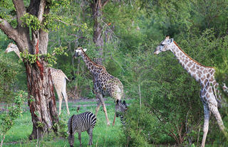 Matetsi Private Game Reserve Giraffe, Zebra