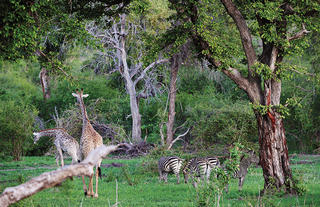 Matetsi Private Game Reserve Giraffe Impalas