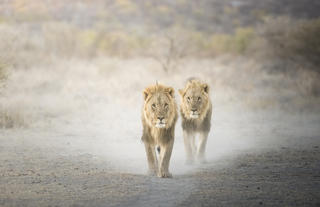 Ongava Lodge