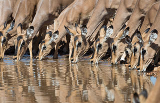 Ongava Game Lodge