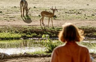 Encounter by Ongava encounters