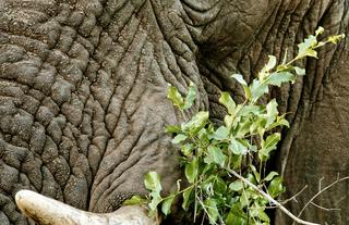 Encounter by Ongava encounters