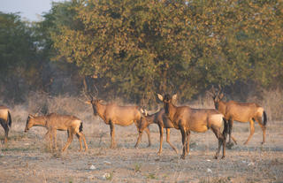 Ongava Game Reserve 
