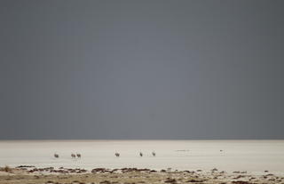 Etosha National Park