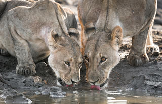 Ongava Game Reserve 