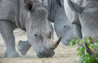 Browsing at Ongava Game Reserve 