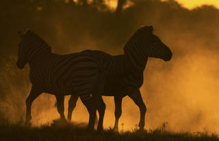 Zebra at Sunset in the Selinda Reserve