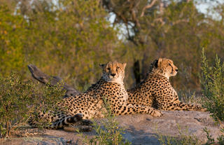 Cheetahs in Selinda