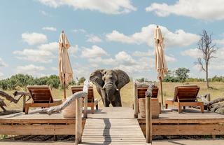 Somalisa Expeditions