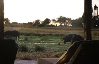 Jumbo Junction, Okavango Delta 