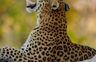 Jumbo Junction, Okavango Delta 