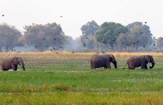 Jumbo Junction, Okavango Delta 