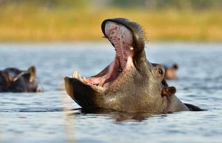 Jumbo Junction, Okavango Delta 