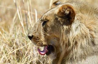 Jumbo Junction, Okavango Delta 