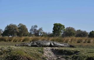 Jumbo Junction, Okavango Delta 