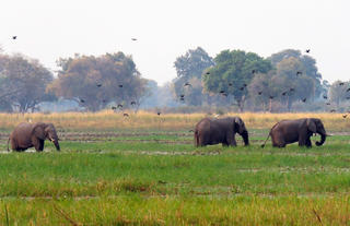 Jumbo Junction, Okavango Delta 