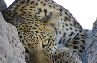 Jumbo Junction, Okavango Delta 