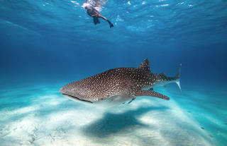 Whale Shark diving 