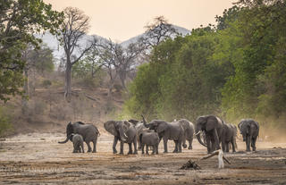 Elephant dust bath