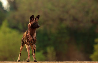 Painted Wolf on alert
