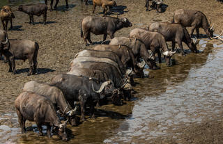 Buffalo gathering