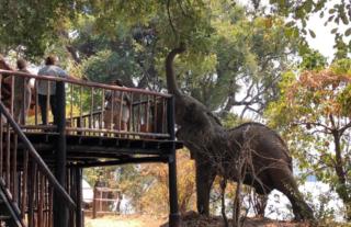 Elephant visiting Vundu Camp deck area